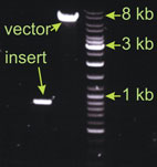 Ligation